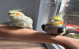 Cockatiels birds for sale: Beautiful Pair of Cockatiels – Healthy & Friendly - Image 7