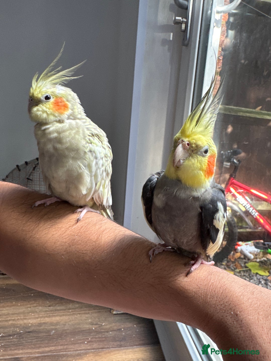 Cockatiels birds for sale: Beautiful Pair of Cockatiels – Healthy & Friendly - Image 7
