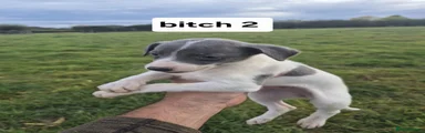 Whippet 5