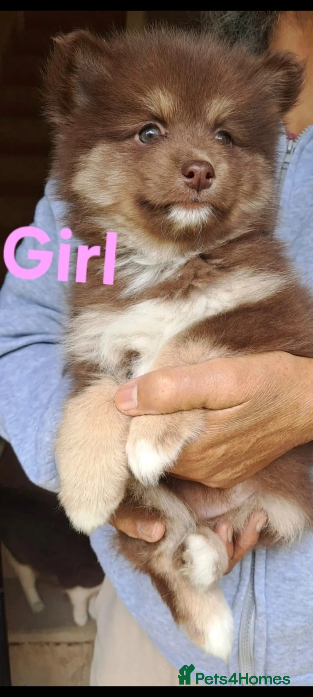 Pomsky dogs for sale: 4 Beautiful F4 Pomsky pups, ready now - Advert 34