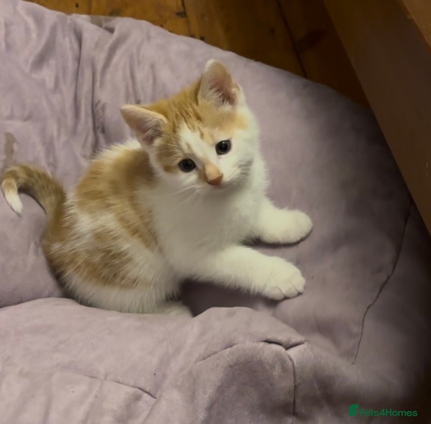 Mixed Breed cats Kittens 2 brothers leftmainecoon x bengal ready 🐈 - Advert 1