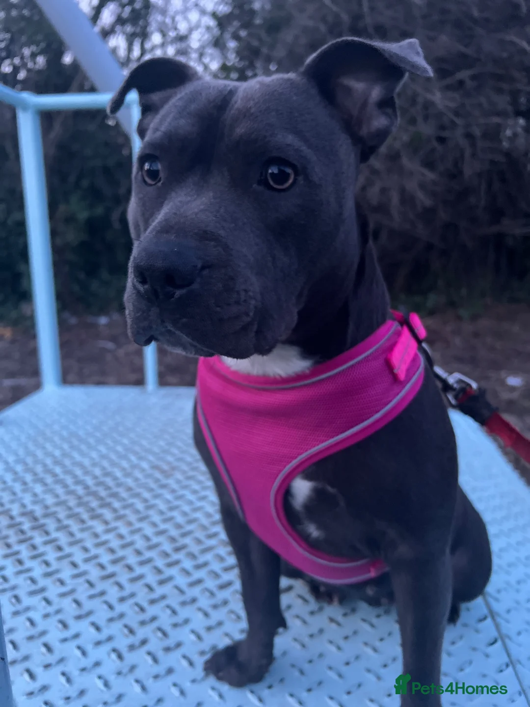Mixed Breed dogs for sale: 1 brindle Boy staffy x bichon poodle in Slough - Advert 4