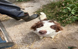 Border Collie dogs for sale: Red and white Border Collie Pups  - Image 16