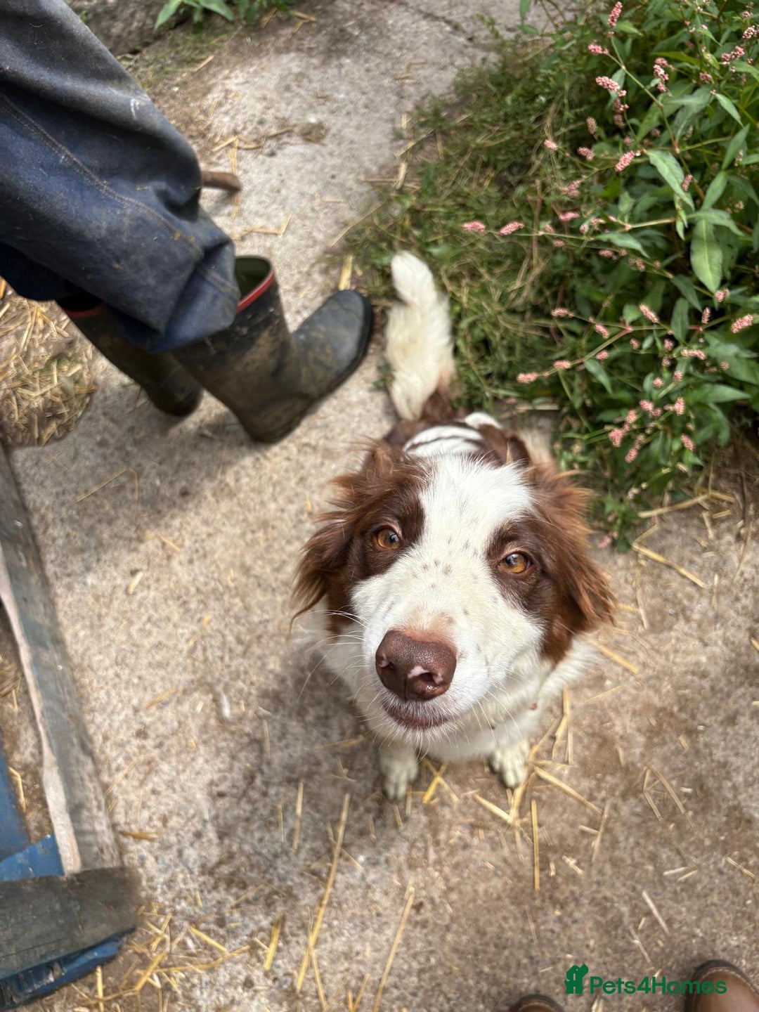Border Collie dogs for sale: Red and white Border Collie Pups  - Image 16