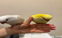 Parrots birds for sale: Hand reared baby quaker - Image 18