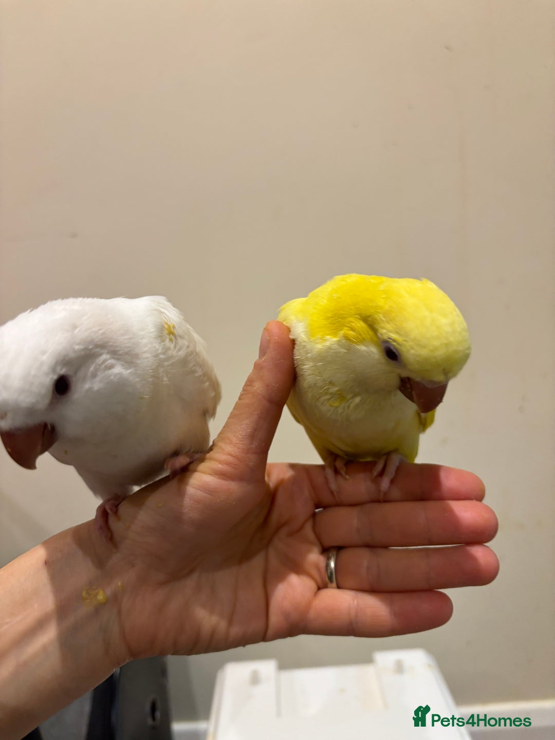 Parrots birds for sale: Hand reared baby quaker - Image 18