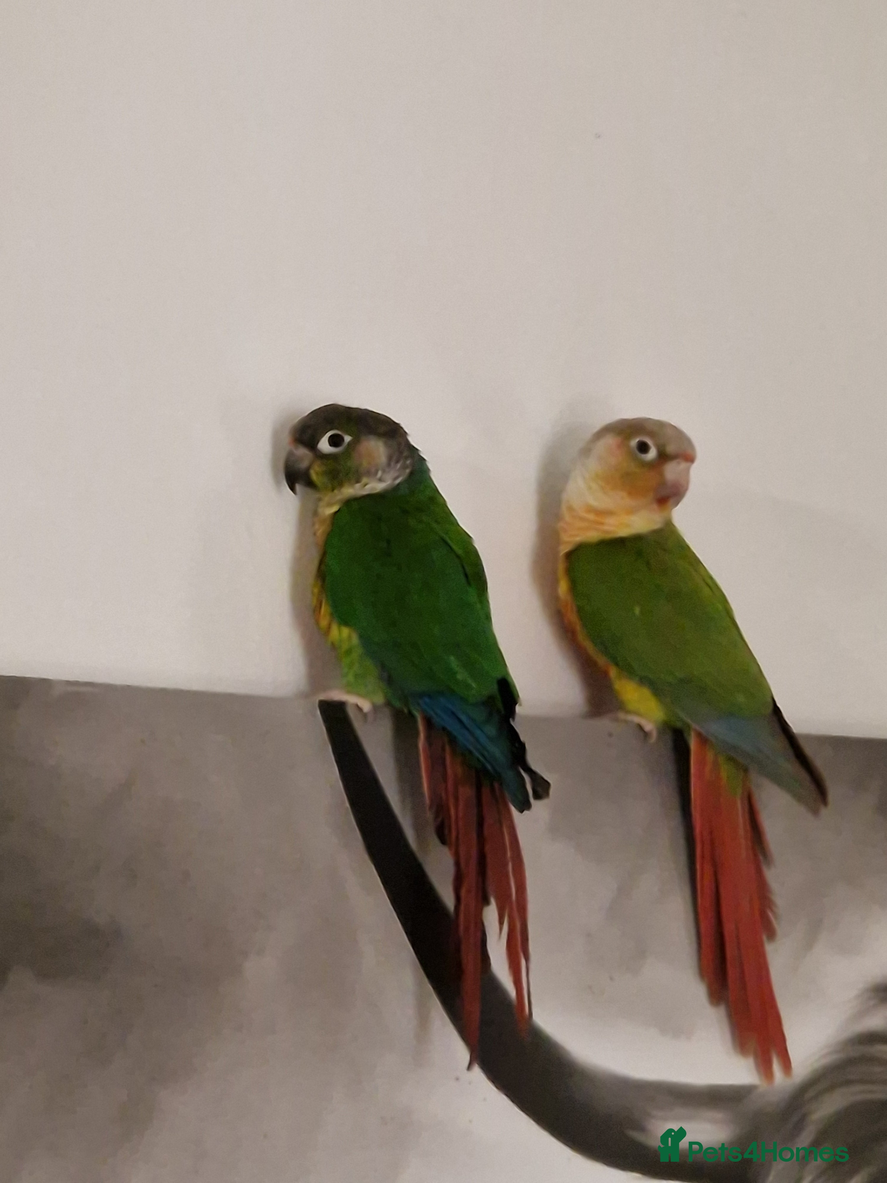 Conures birds Breeding Pair Of Conures - Advert 10