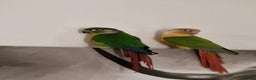 Conures birds for sale: Breeding Pair Of Conures - Advert 1