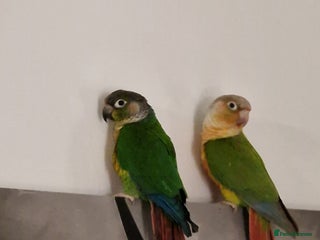 Conures birds Breeding Pair Of Conures - Advert 1