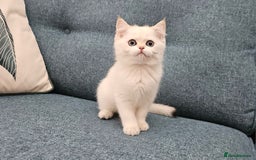 Scottish Fold cats for sale: Excellent Scottish straight kittens  - Image 24