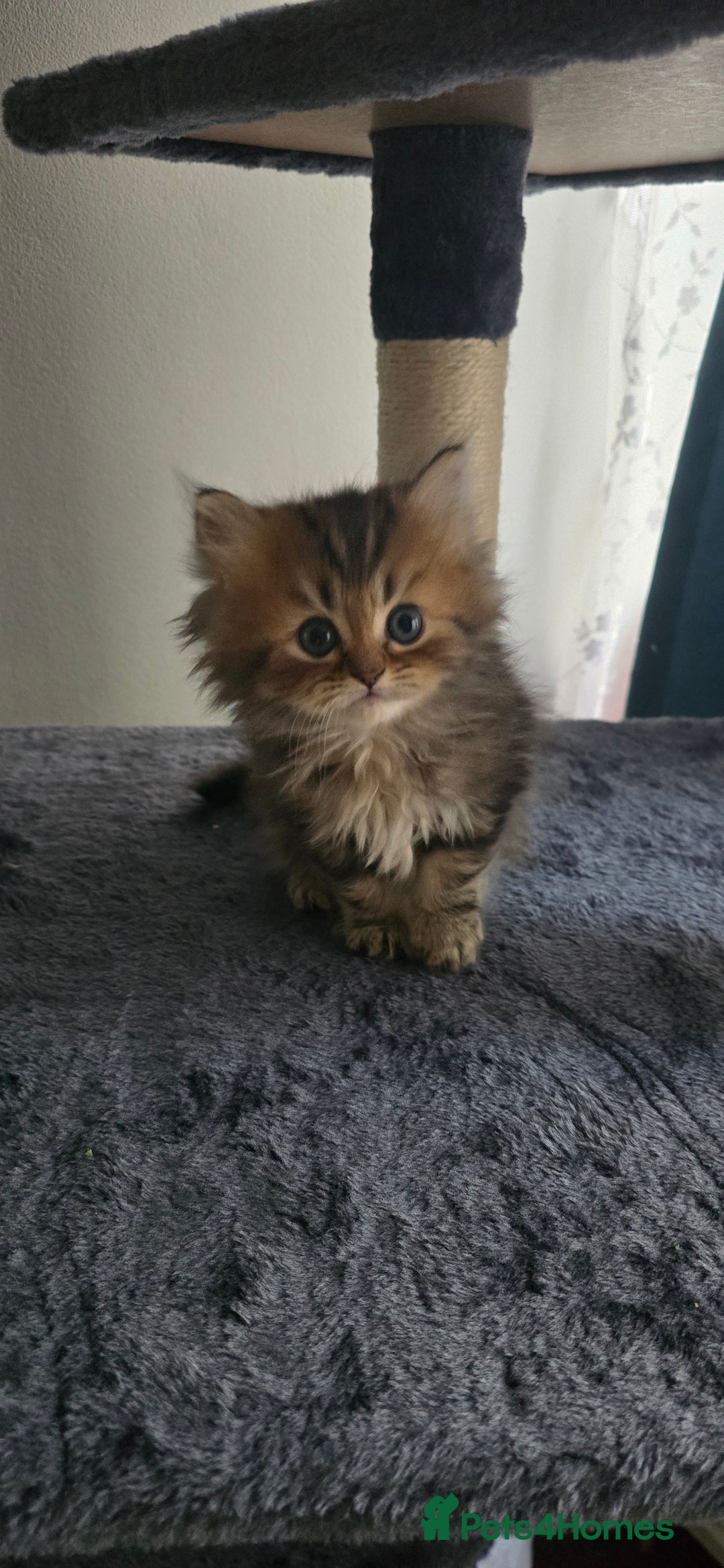 Persian cats for sale: Persian Kittens for Sale – Fluffy Bundles of Joy - Image 28