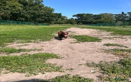 Dachshund dogs for sale: Dexter   - Image 1