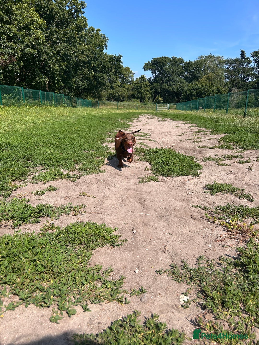 Dachshund dogs for sale: Dexter   - Image 1