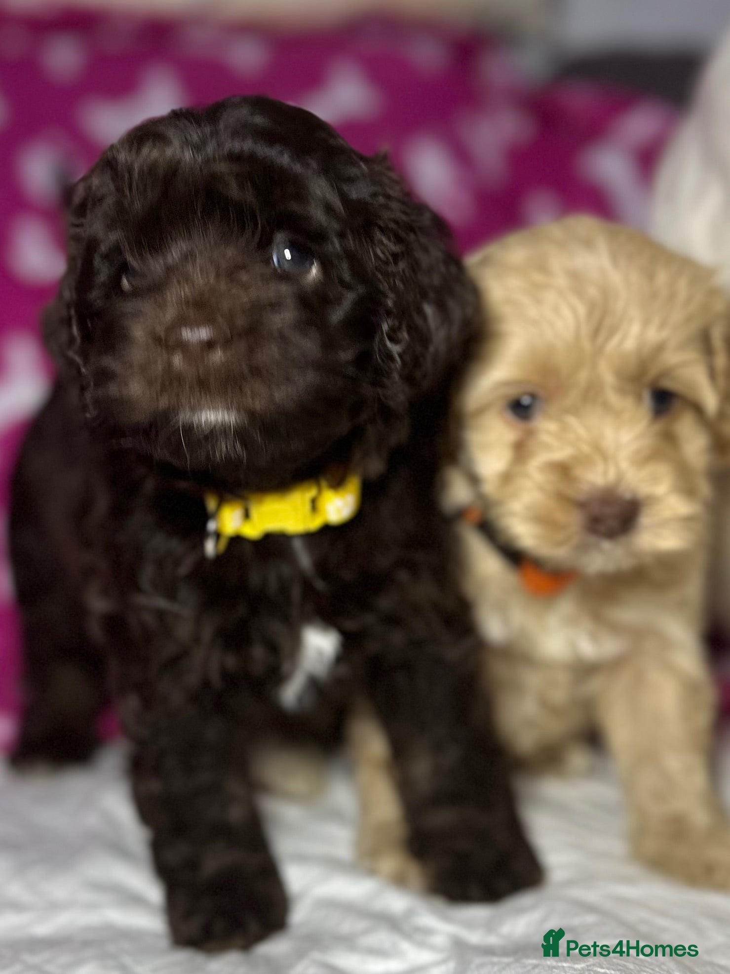 Cockapoo dogs Cockerpoo puppies READY NOW! - Advert 1