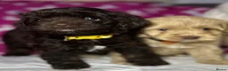 Cockapoo dogs for sale: Cockerpoo puppies  - Advert 2