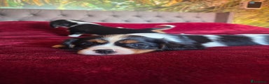 Cavalier King Charles Spaniel Puppy 2