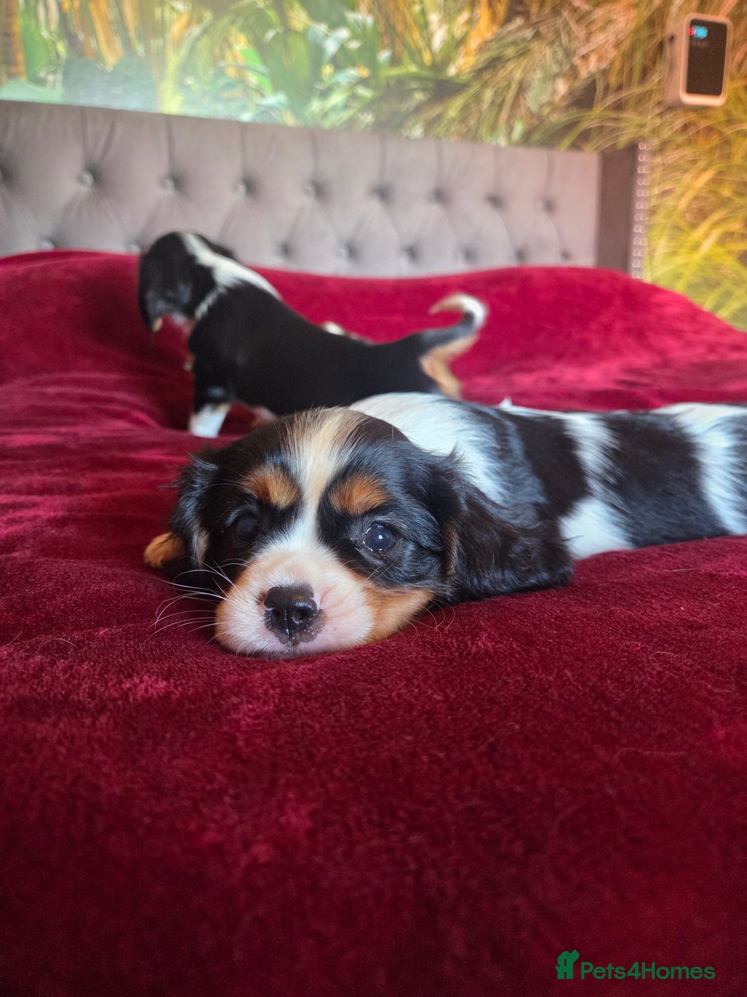 Cavalier King Charles Spaniel dogs for sale: Cavalier King Charles Spaniel Puppies Available - Advert 9