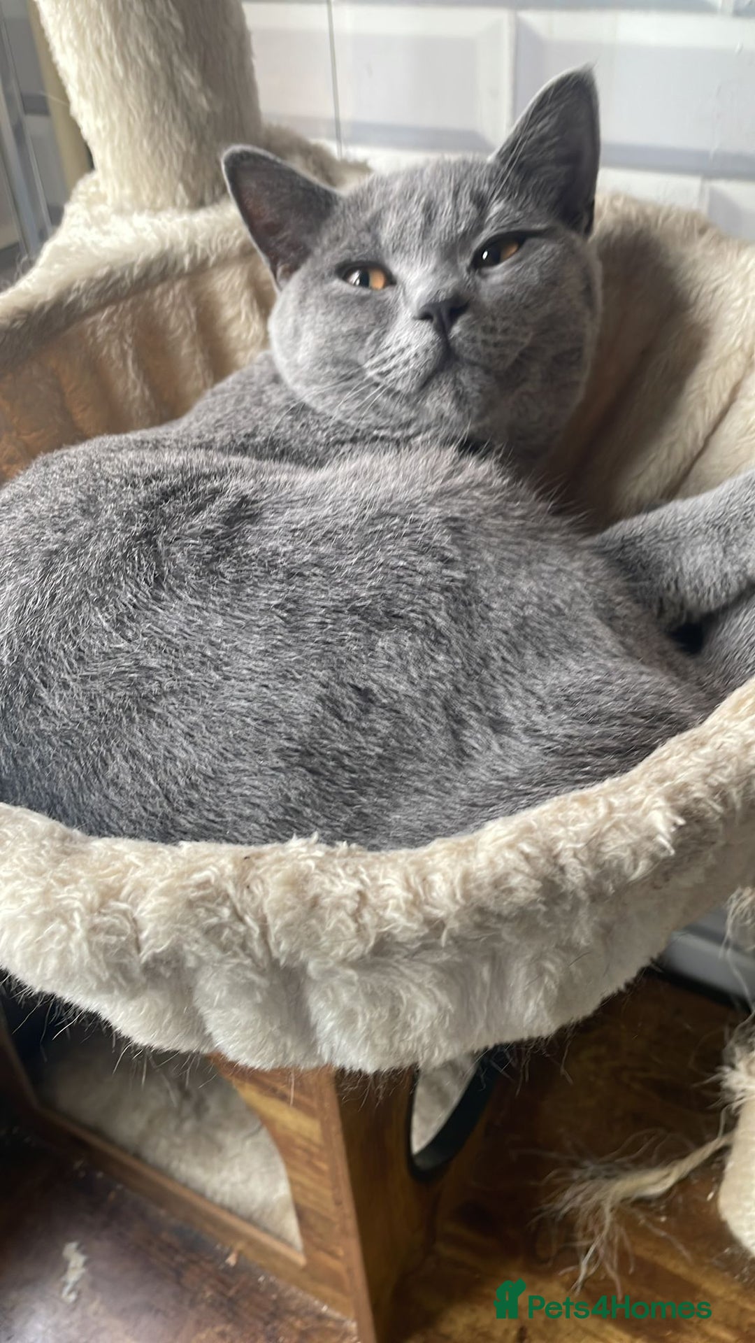 British Shorthair cats for sale: Stunning British short hair male - Image 11