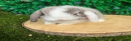 Mini Lop rabbits for sale: 🥰😍Stunning purebred mini lops ready now 🥰😍 - Advert 15