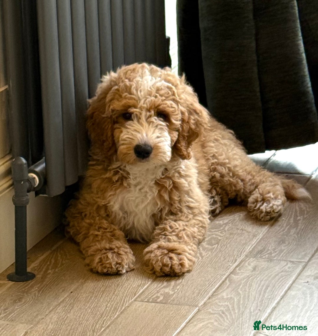 Mixed Breed dogs for sale: ❤️Teddy- Australian Golden Double Doodle ❤️ - Advert 16