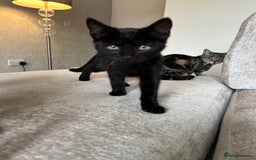 Mixed Breed cats for sale: 2 beautiful kittens ready for a loving home - Image 25