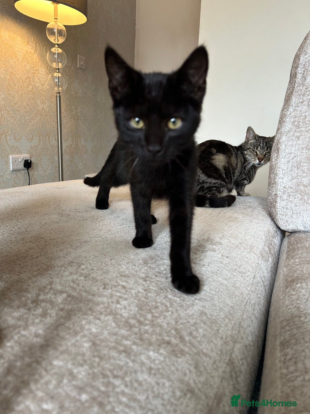 Mixed Breed cats for sale: 2 beautiful kittens ready for a loving home - Image 25
