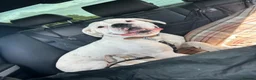 Boxer dogs for sale: Boxer re homing  - Advert 3