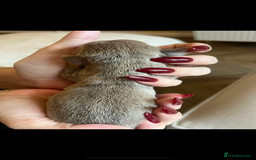 Miniature Dachshund dogs for sale: Beautiful litter of miniature dachshund  - Advert 15