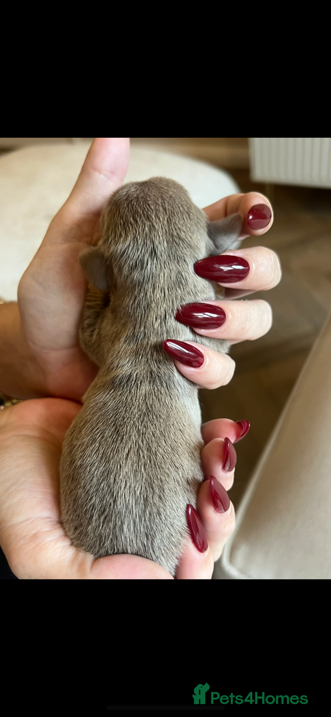 Miniature Dachshund dogs for sale: Beautiful litter of miniature dachshund  - Advert 15