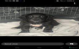 Cocker Spaniel dogs for sale:  Cocker spaniel puppies  - Image 25