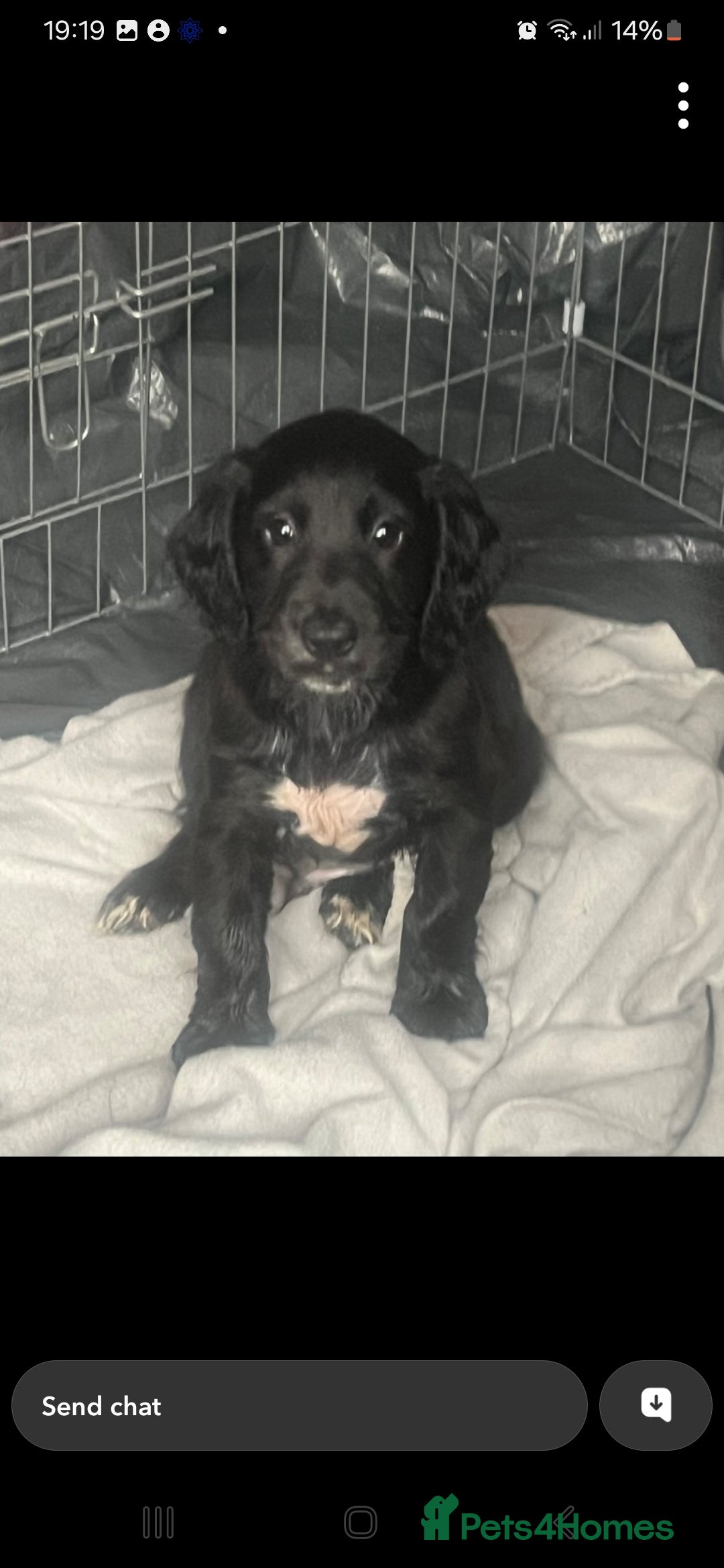 Cocker Spaniel dogs for sale:  Cocker spaniel puppies  - Image 25