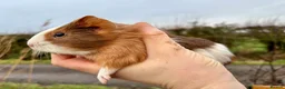 Guinea Pig rodents for sale: 2 Baby Guinea Pigs for Sale  - Advert 2