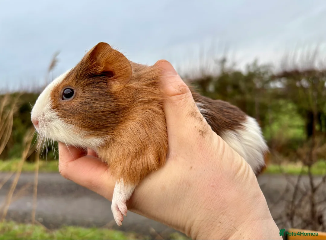 Guinea Pig rodents for sale: 2 Baby Guinea Pigs for Sale  - Advert 2