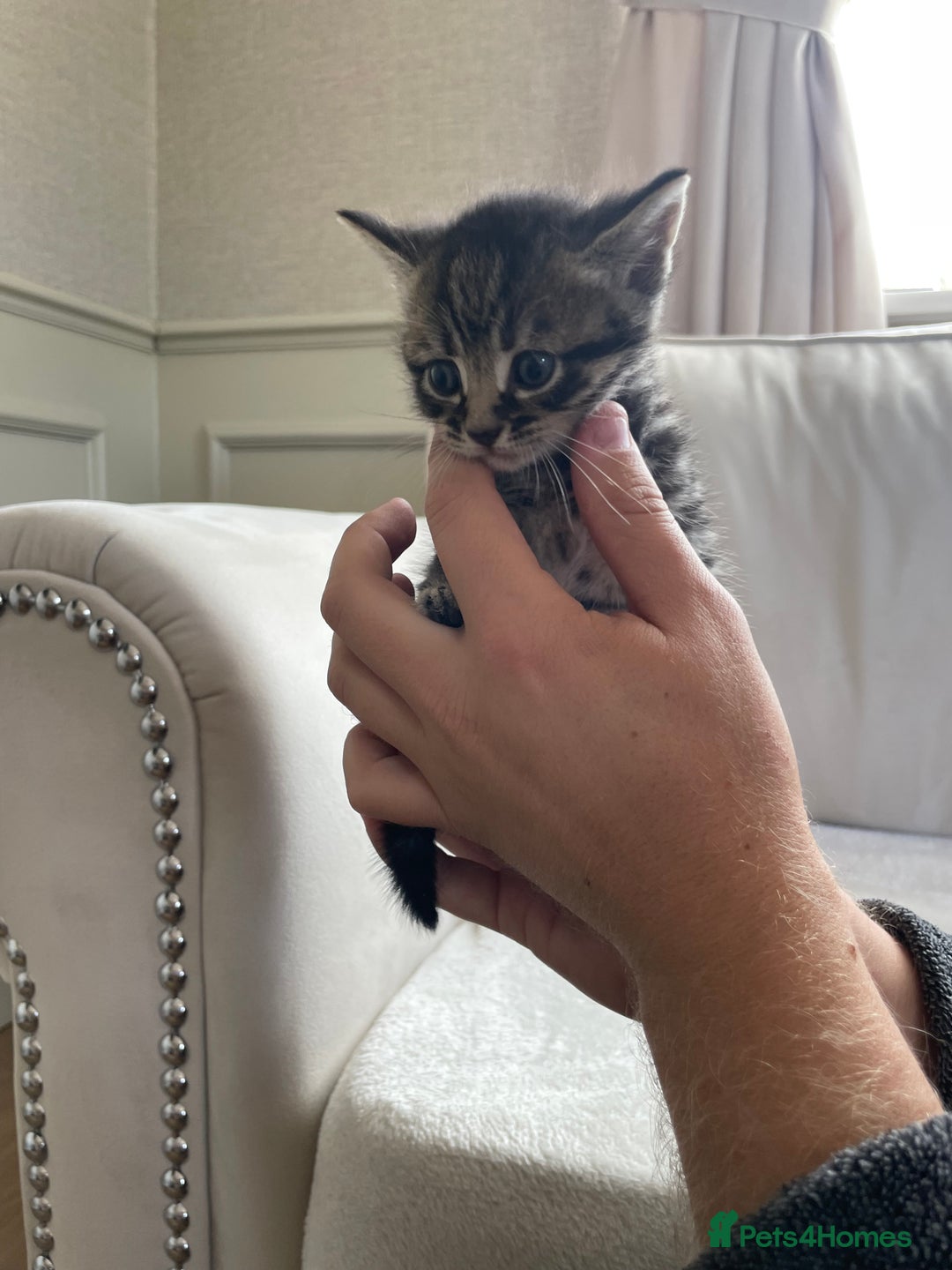 Mixed Breed cats for sale: Beautiful tabby kittens - Image 4