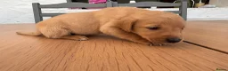 Labrador Retriever dogs for sale: Labrador puppies £750  - Advert 18