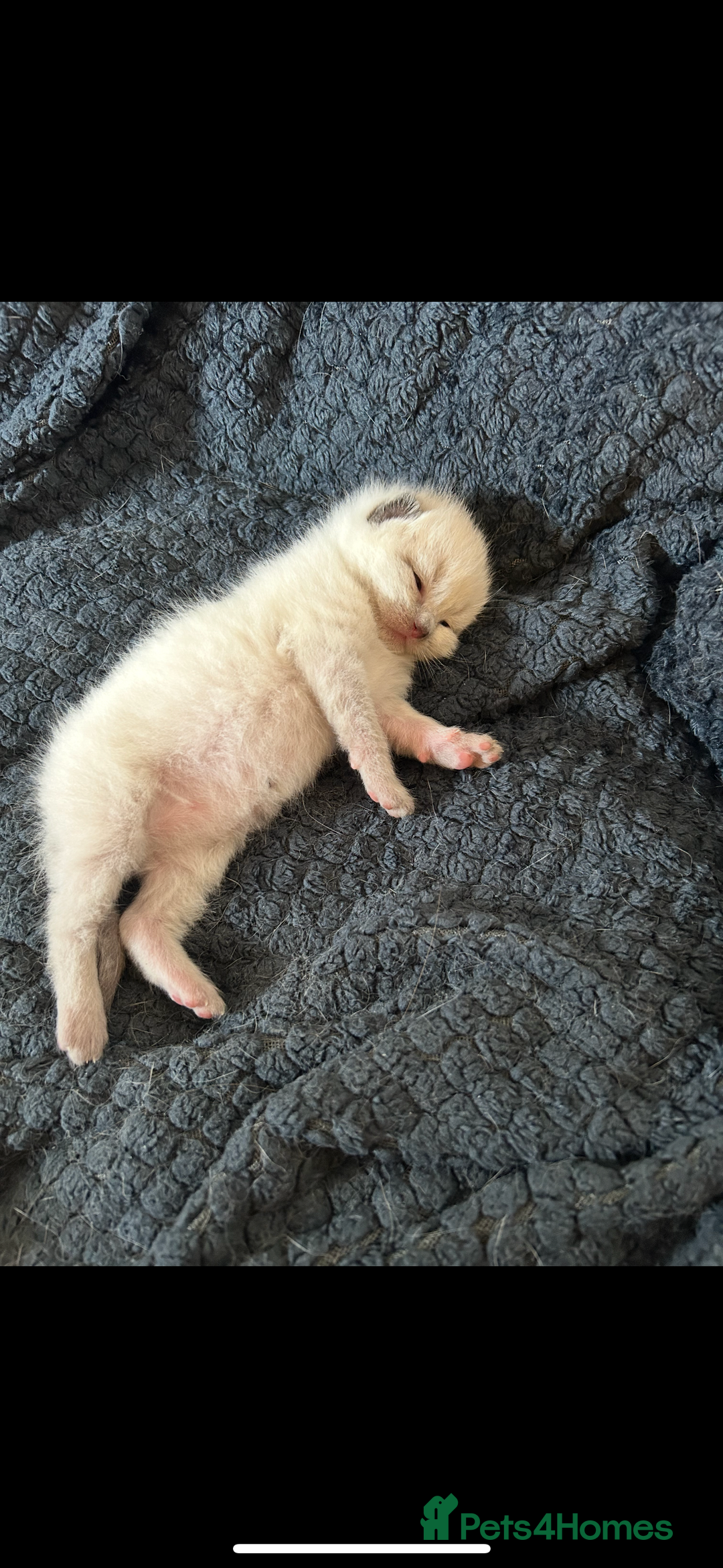 Ragdoll cats for sale: 4 beautiful pure ragdoll kittens  - Image 11