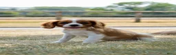Cavalier King Charles Spaniel dogs for sale: ⭐️Cavalier King Charles puppies⭐️ - Advert 7