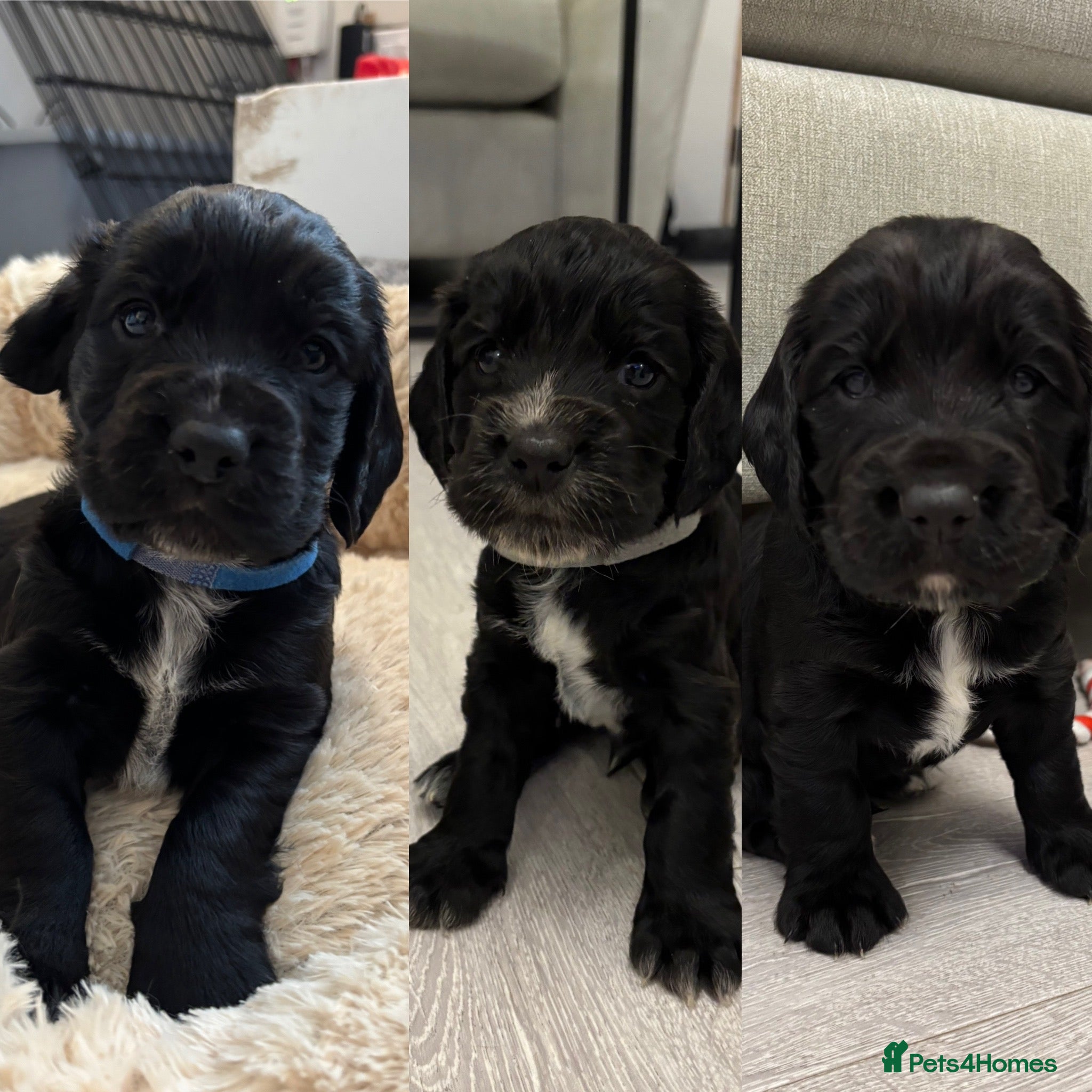 Cocker Spaniel dogs KC Registered Working Cocker Spaniel Puppies - Advert 16