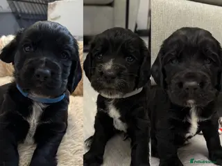 Cocker Spaniel dogs KC Registered Working Cocker Spaniel Puppies - Advert 16