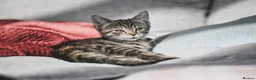 Mixed Breed cats for sale: REDUCED READY TO GO -  1 BOY/GIRL Tabby kittens  - Advert 16