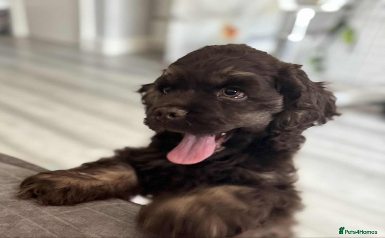 American Cocker Spaniel dogs - Advert 1