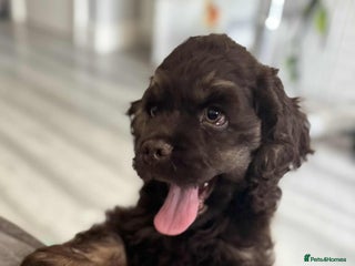 American Cocker Spaniel dogs - Advert 3