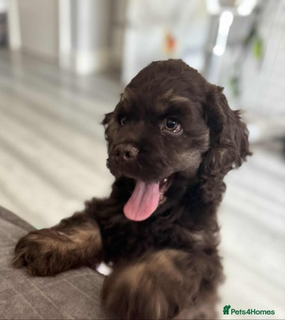 American Cocker Spaniel dogs - Advert 1