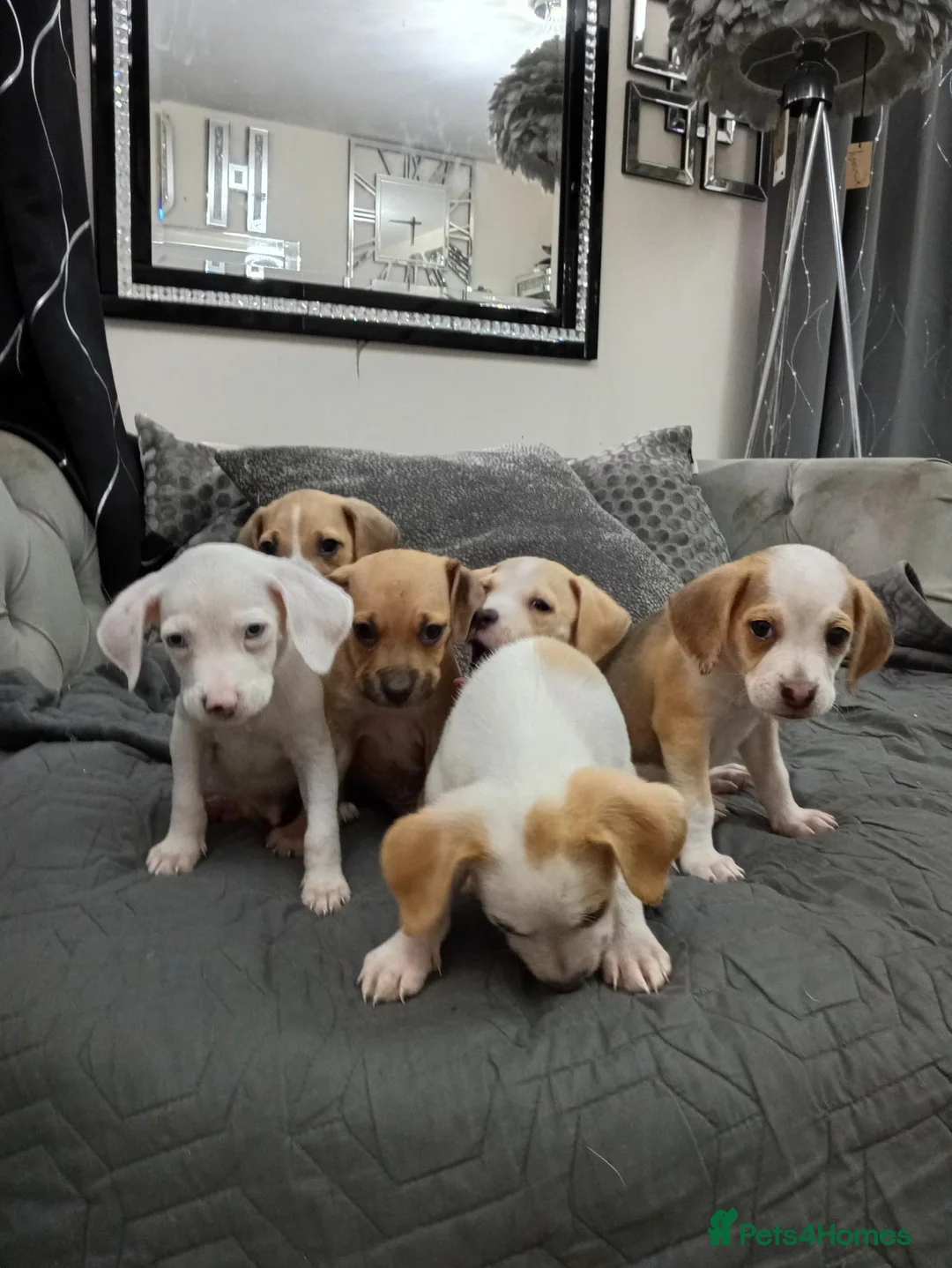 Mixed Breed dogs for sale: Staffy x beagle  - Advert 1