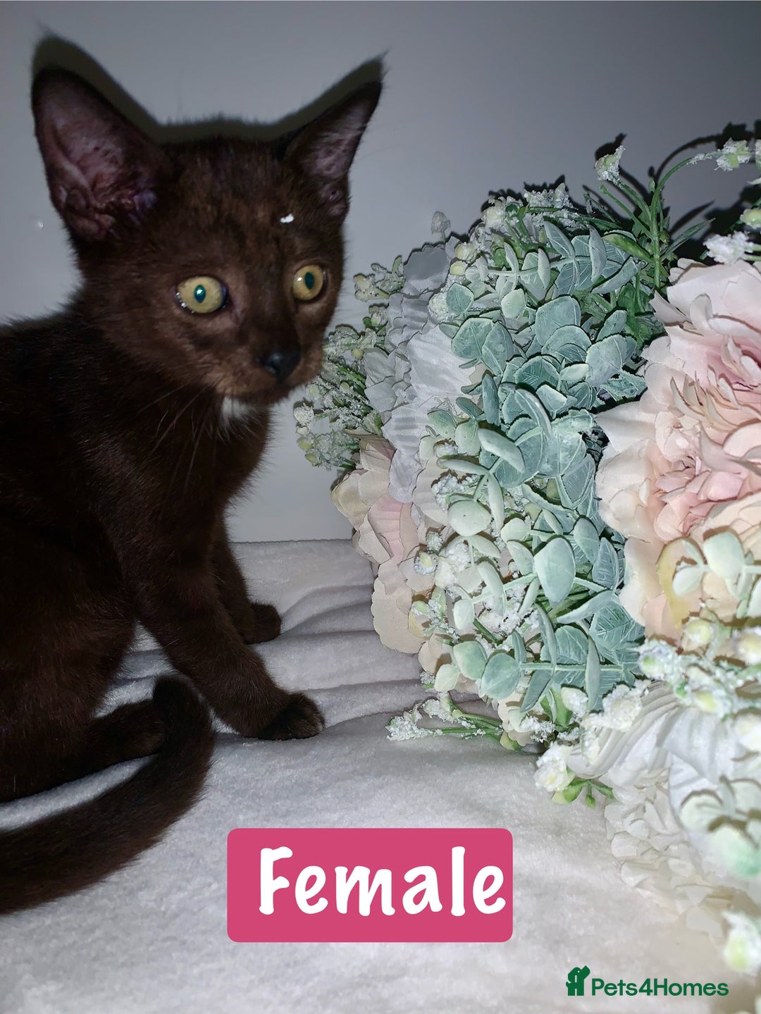 Mixed Breed cats for sale: Beautiful kittens Ready now Open to offers  in Chester - Image 4