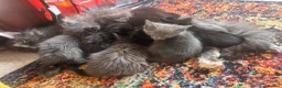 Mixed Breed cats for sale: Half Main Coon Kittens  - Advert 12