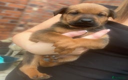 Mixed Breed dogs for sale: Stunning Rottweiler cross Belgian malinois  - Image 5