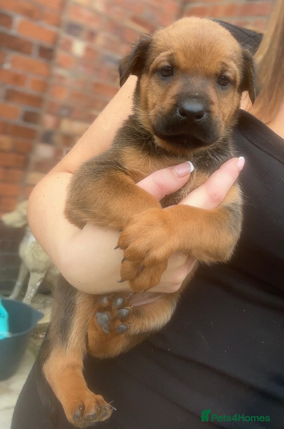 Mixed Breed dogs for sale: Stunning Rottweiler cross Belgian malinois  - Image 5