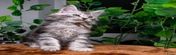 Maine Coon cats for sale: 8 STUNNING PEDIGREE TICA REG MAINE COON KITTENS - Advert 29