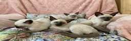 Siamese cats for sale: Siamese kittens - Advert 18